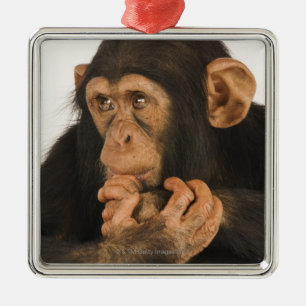 Schimpanse (Pantroglodytes). Junges playfull 2 Ornament Aus Metall