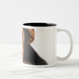Schimpanse (Pantroglodytes). Junges playfull Zweifarbige Tasse