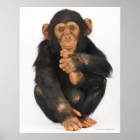 Schimpanse (Pantroglodytes)