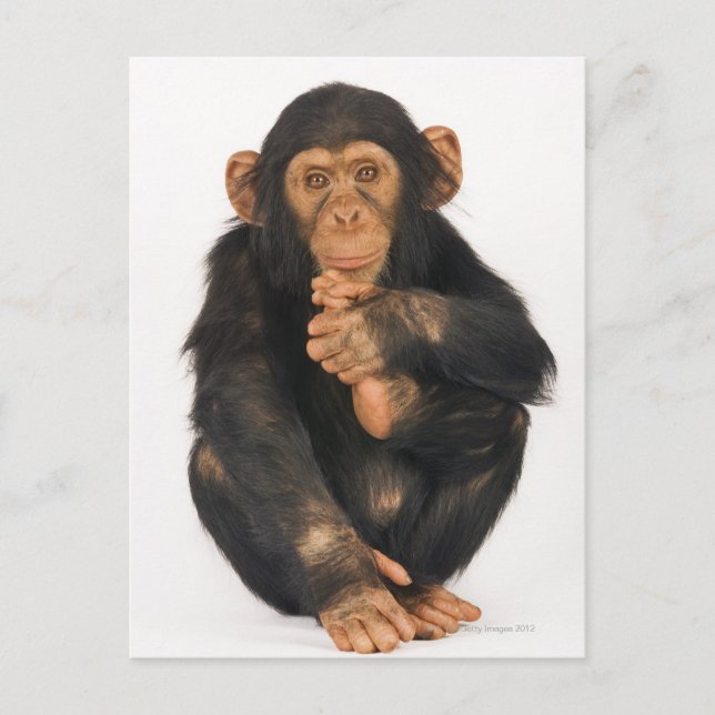 Schimpanse (Pantroglodytes) Postkarte (Vorderseite)