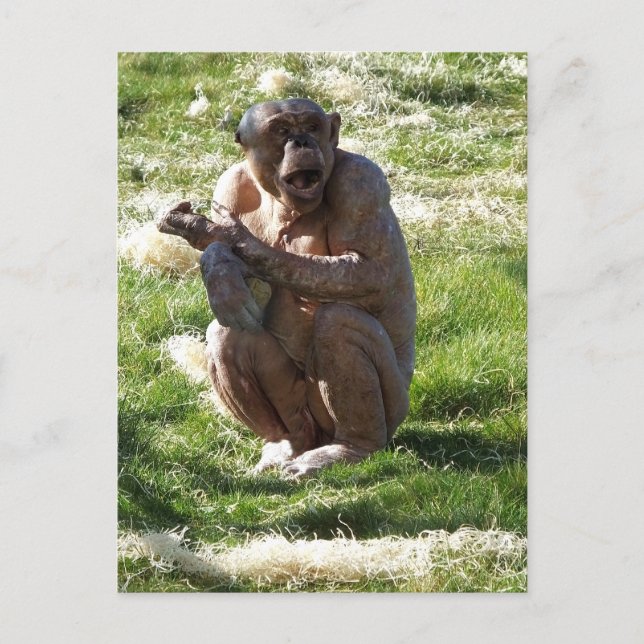 SCHIMPANSE POSTKARTE (Vorderseite)