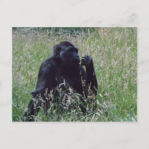 Schimpanse Postkarte