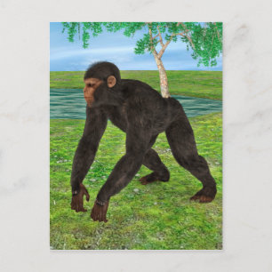 Schimpanse Postkarte