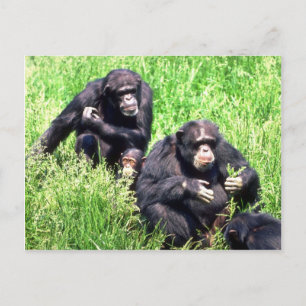 Schimpansen, die Gras essen (Säugling beachten) Postkarte