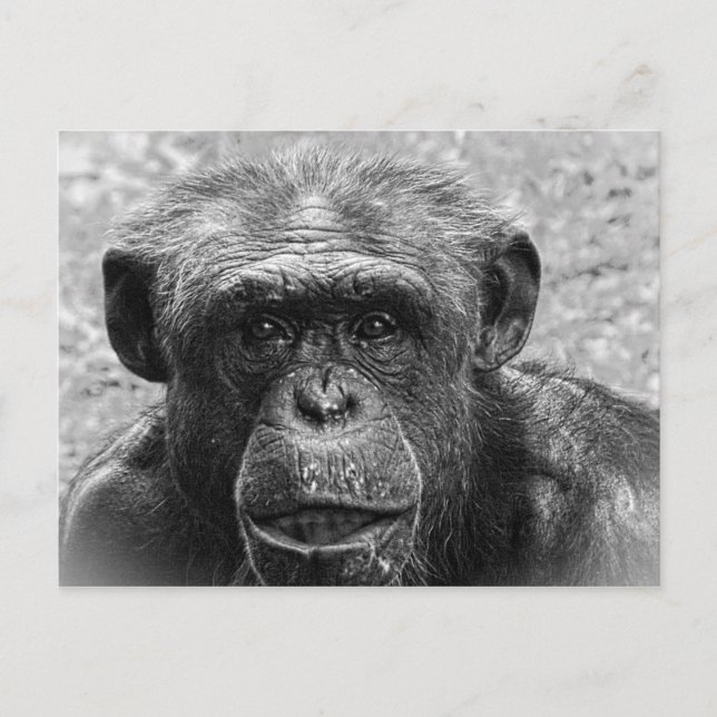 Schimpansengesicht, Großer Charakter, Schwarz und  Postkarte (Vorderseite)