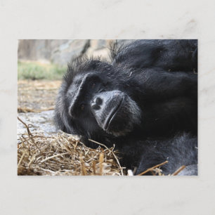 Schimpanze Postkarte
