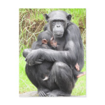 Schimpanze Postkarte