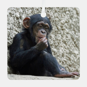 Schimppanzee 013 ornament aus metall