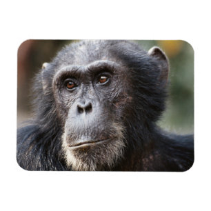 Schimppanzee Magnet