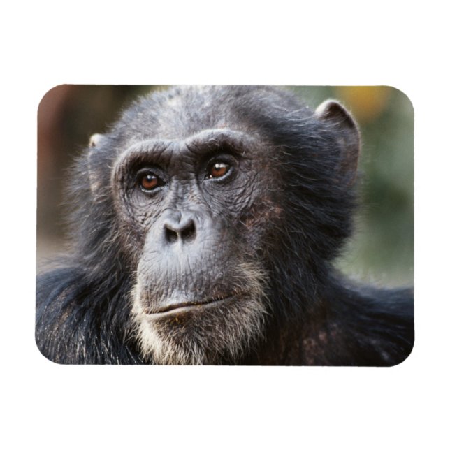 Schimppanzee Magnet (Horizontal)