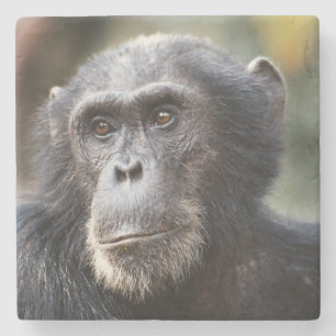 Schimppanzee Steinuntersetzer