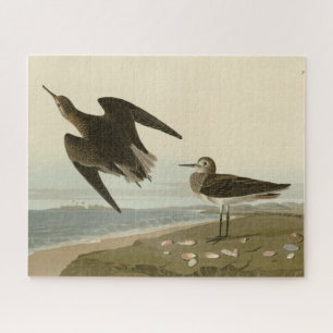 Schinzs Sandpiper von Audubons Vögeln Amerikas