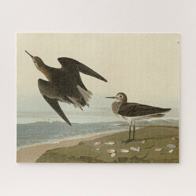Schinzs Sandpiper von Audubons Vögeln Amerikas (Horizontal)