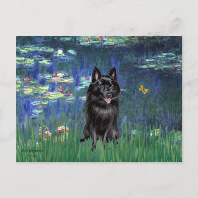 Schipperke 4 - Lilies 5 Postkarte (Vorderseite)