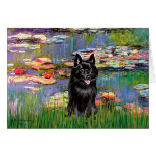 Schipperke 4 - Lys 2