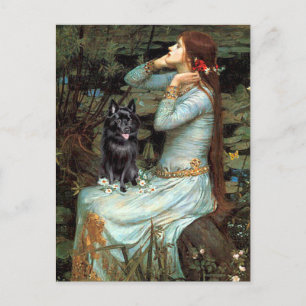 Schipperke 4 - Ophelia sitzend Postkarte
