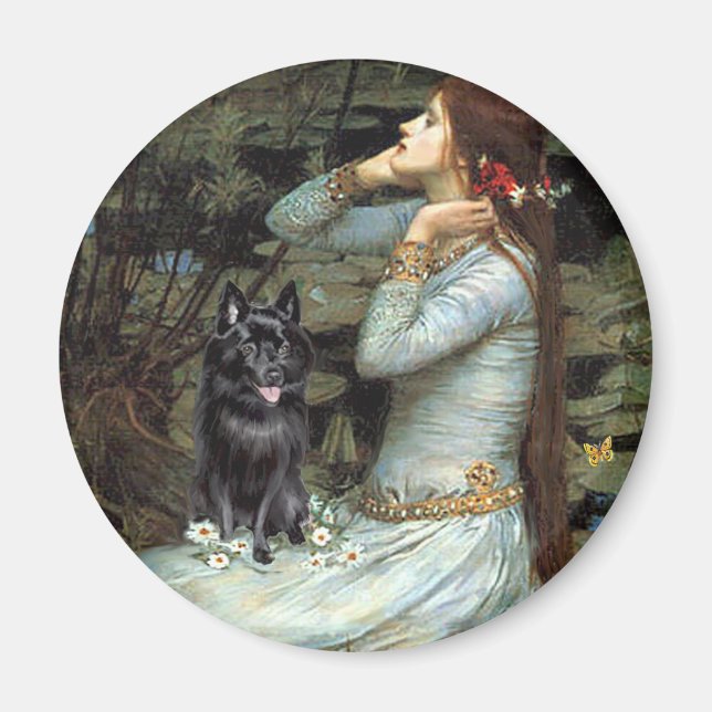 Schipperke 4 - Ophelia Sitzplätze Magnet (Vorne)