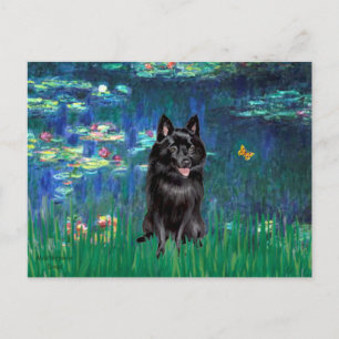 Schipperke 4 - Seerosen 5 Postkarte