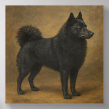Schipperke