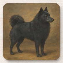 Schipperke