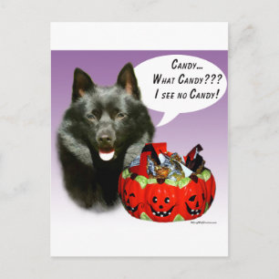 Schipperke Halloween Candy Postkarte