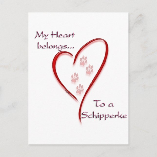 Schipperke Heart Belongs Postkarte (Vorderseite)