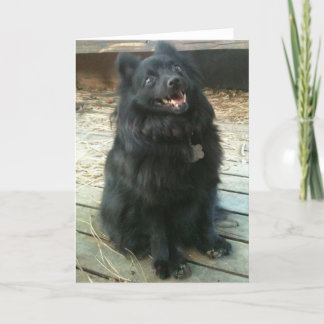 Schipperke-Hundeallgemeine Gruß-Karte Karte