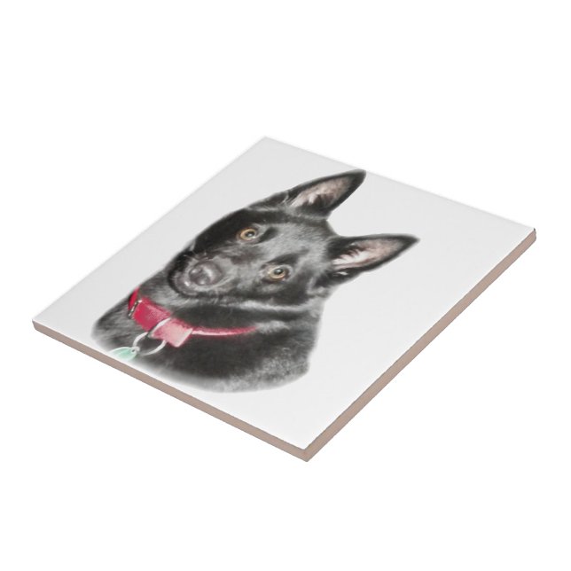 Schipperke Picture Fliese (Seite)