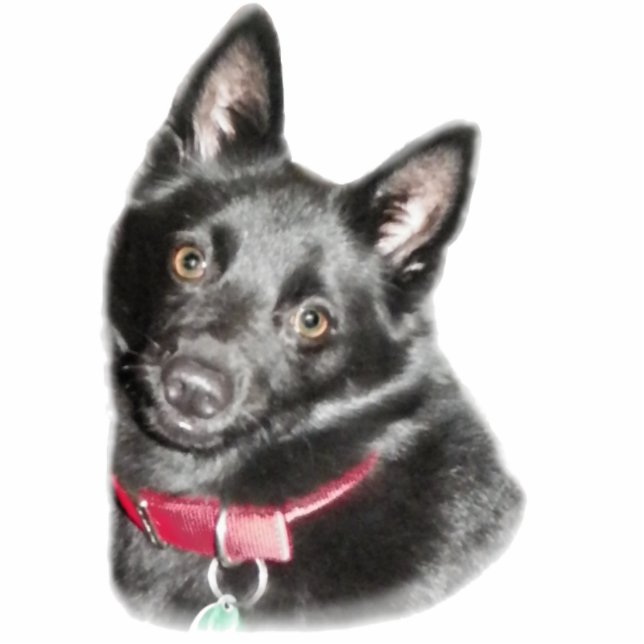 Schipperke Picture Freistehende Fotoskulptur (Vorne)