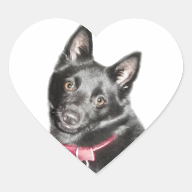 Schipperke Picture Herz-Aufkleber (Vorderseite)