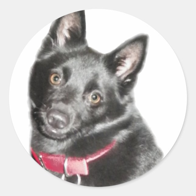 Schipperke Picture Runder Aufkleber (Vorderseite)