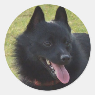 Schipperke Runder Aufkleber