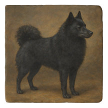 Schipperke