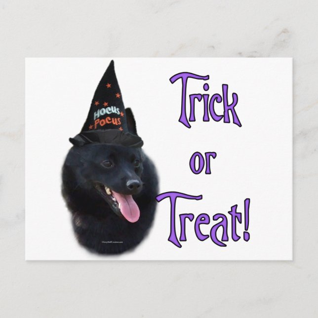 Schipperke Trick Postkarte (Vorderseite)