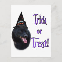 Schipperke Trick