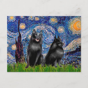 Schipperkes (zwei,5&6) - Sternennacht Postkarte