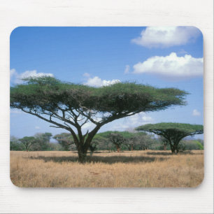 Schirmdorn-Akazie (Acacia tortilis), Mkuze Mousepad