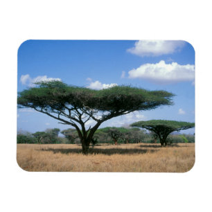 Schirmdornakazie (Acacia tortilis), Mkuze Magnet