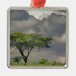 Schirmdornakazie, Acacia tortilis, und 2 Silbernes Ornament
