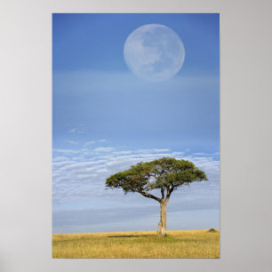 Schirmdornakazie, Acacia tortilis, und Poster
