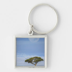 Schirmdornakazie, Acacia tortilis, und Schlüsselanhänger