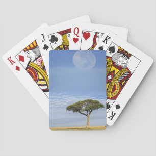 Schirmdornakazie, Acacia tortilis, und Spielkarten