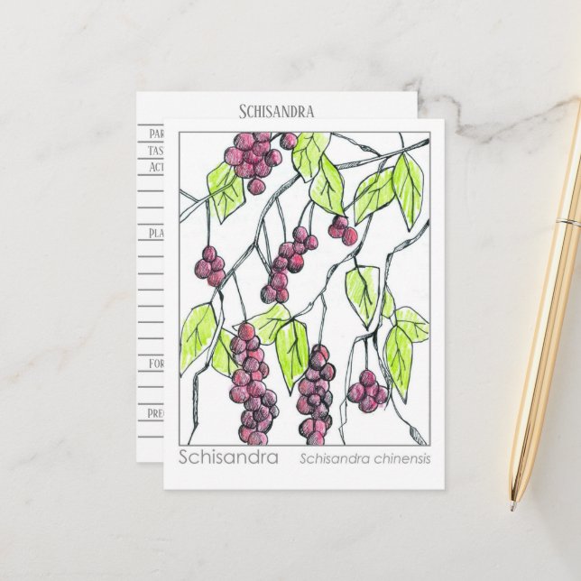 Schisandra Herb Materia Medica Cards Kräuterstudie Postkarte (Vorderseite/Rückseite Beispiel)