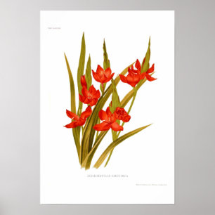 Schizostylis coccinea (Kaffirlilie) Poster