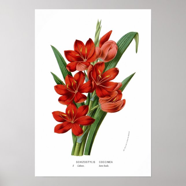 Schizostylis coccinea poster (Vorne)