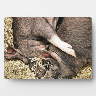 SCHLACHTSCHWEINE FOTOPLATTE