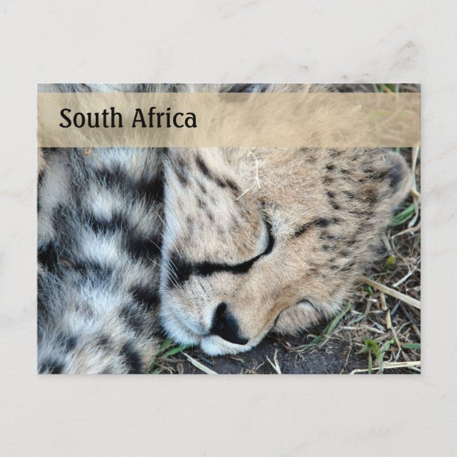Schlaf Cheetah Cub Foto Postkarte (Vorderseite)