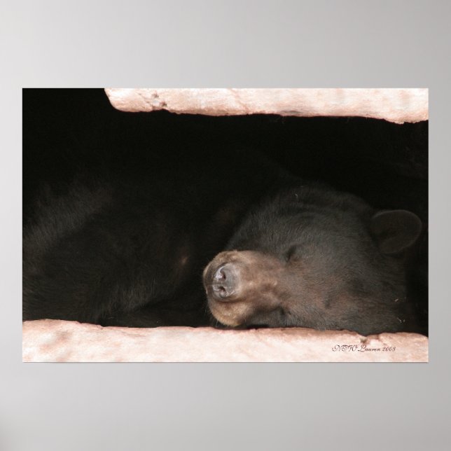 Schlafbär 2 poster (Vorne)