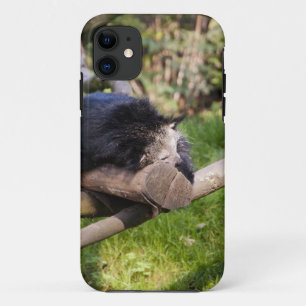 Schlafen Binturong title_seo2