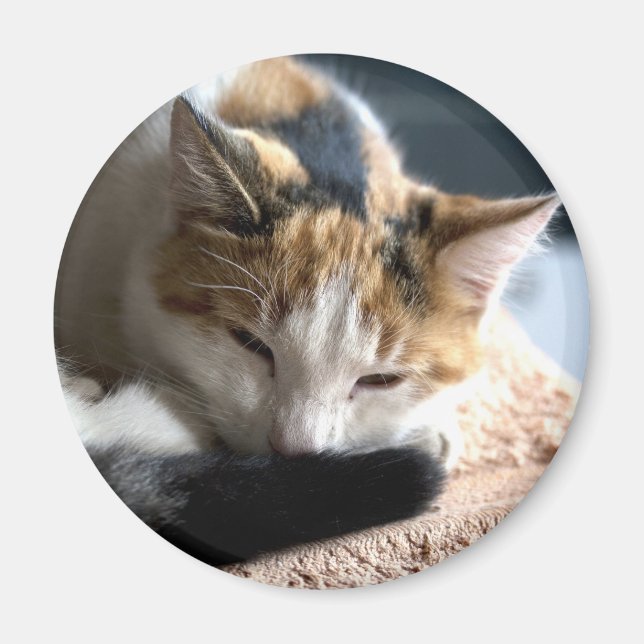 Schlafen Calico Cat Magnet (Vorne)